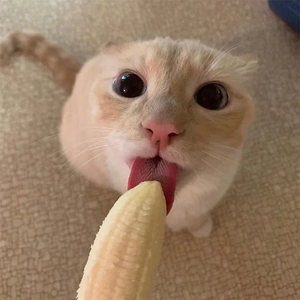 Catbanana.png